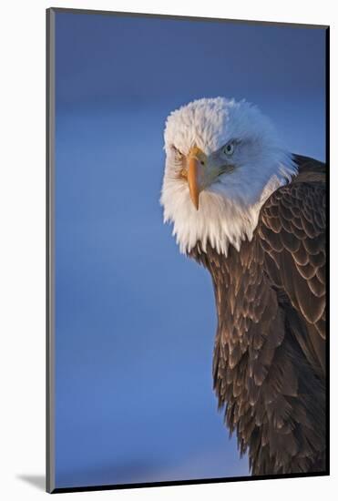 Bald Eagle, Homer, Alaska, USA-Keren Su-Mounted Photographic Print