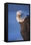 Bald Eagle, Homer, Alaska, USA-Keren Su-Framed Stretched Canvas