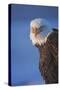 Bald Eagle, Homer, Alaska, USA-Keren Su-Stretched Canvas