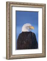 Bald Eagle, Homer, Alaska, USA-Keren Su-Framed Photographic Print