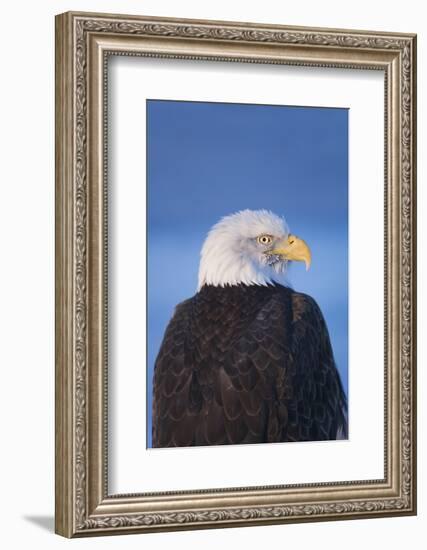 Bald Eagle, Homer, Alaska, USA-Keren Su-Framed Photographic Print