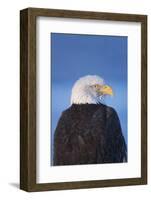 Bald Eagle, Homer, Alaska, USA-Keren Su-Framed Photographic Print