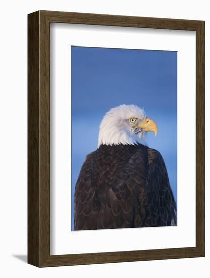 Bald Eagle, Homer, Alaska, USA-Keren Su-Framed Photographic Print