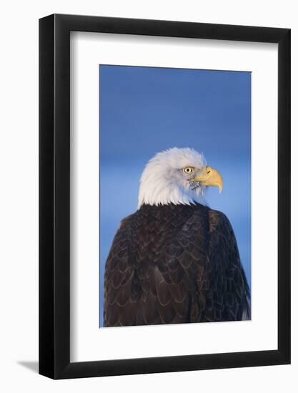 Bald Eagle, Homer, Alaska, USA-Keren Su-Framed Photographic Print