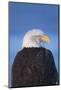Bald Eagle, Homer, Alaska, USA-Keren Su-Mounted Photographic Print