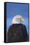 Bald Eagle, Homer, Alaska, USA-Keren Su-Framed Stretched Canvas