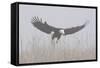 Bald Eagle, Hunting in Marsh-Ken Archer-Framed Stretched Canvas