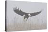 Bald Eagle, Hunting in Marsh-Ken Archer-Stretched Canvas