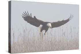 Bald Eagle, Hunting in Marsh-Ken Archer-Stretched Canvas