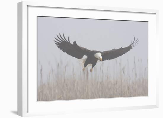 Bald Eagle, Hunting in Marsh-Ken Archer-Framed Photographic Print