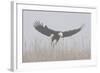 Bald Eagle, Hunting in Marsh-Ken Archer-Framed Photographic Print