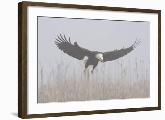 Bald Eagle, Hunting in Marsh-Ken Archer-Framed Photographic Print