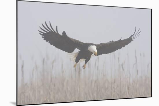 Bald Eagle, Hunting in Marsh-Ken Archer-Mounted Photographic Print