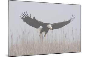 Bald Eagle, Hunting in Marsh-Ken Archer-Mounted Photographic Print