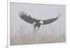 Bald Eagle, Hunting in Marsh-Ken Archer-Framed Photographic Print