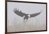 Bald Eagle, Hunting in Marsh-Ken Archer-Framed Photographic Print