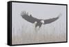 Bald Eagle, Hunting in Marsh-Ken Archer-Framed Stretched Canvas