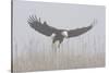 Bald Eagle, Hunting in Marsh-Ken Archer-Stretched Canvas