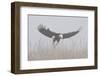 Bald Eagle, Hunting in Marsh-Ken Archer-Framed Photographic Print
