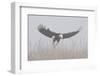 Bald Eagle, Hunting in Marsh-Ken Archer-Framed Photographic Print