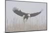 Bald Eagle, Hunting in Marsh-Ken Archer-Mounted Photographic Print