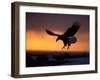 Bald Eagle in Flight at Sunset, Kachemak Bay, Alaska, USA-Steve Kazlowski-Framed Photographic Print