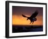 Bald Eagle in Flight at Sunset, Kachemak Bay, Alaska, USA-Steve Kazlowski-Framed Photographic Print