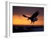 Bald Eagle in Flight at Sunset, Kachemak Bay, Alaska, USA-Steve Kazlowski-Framed Photographic Print