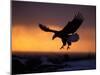 Bald Eagle in Flight at Sunset, Kachemak Bay, Alaska, USA-Steve Kazlowski-Mounted Photographic Print