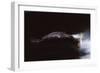 Bald Eagle in Flight, Catching Fish, Blurred Motion-null-Framed Photographic Print