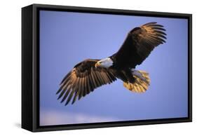 Bald Eagle in Flight, Early Morning Light-null-Framed Stretched Canvas