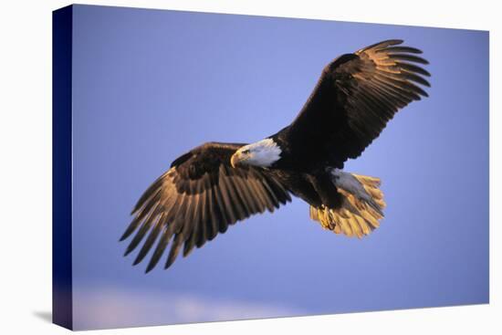 Bald Eagle in Flight, Early Morning Light-null-Stretched Canvas