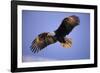 Bald Eagle in Flight, Early Morning Light-null-Framed Photographic Print