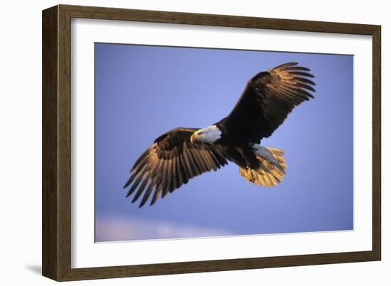 Bald Eagle in Flight, Early Morning Light-null-Framed Photographic Print