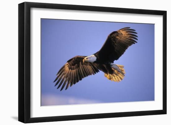 Bald Eagle in Flight, Early Morning Light-null-Framed Photographic Print