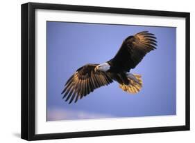 Bald Eagle in Flight, Early Morning Light-null-Framed Photographic Print