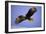 Bald Eagle in Flight, Early Morning Light-null-Framed Photographic Print