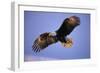 Bald Eagle in Flight, Early Morning Light-null-Framed Photographic Print