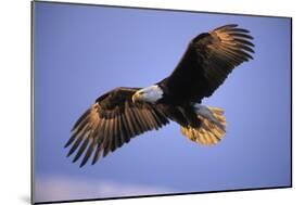 Bald Eagle in Flight, Early Morning Light-null-Mounted Photographic Print