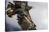 Bald Eagle in Flight in Alaska-Paul Souders-Stretched Canvas