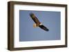 Bald Eagle in Flight over Mississippi River, Alton, IL-Richard and Susan Day-Framed Photographic Print