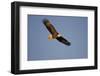 Bald Eagle in Flight over Mississippi River, Alton, IL-Richard and Susan Day-Framed Photographic Print