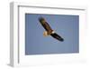 Bald Eagle in Flight over Mississippi River, Alton, IL-Richard and Susan Day-Framed Photographic Print