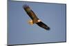 Bald Eagle in Flight over Mississippi River, Alton, IL-Richard and Susan Day-Mounted Photographic Print