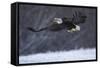 Bald Eagle in Flight over Snow-W^ Perry Conway-Framed Stretched Canvas