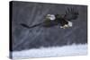 Bald Eagle in Flight over Snow-W^ Perry Conway-Stretched Canvas