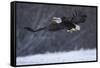 Bald Eagle in Flight over Snow-W^ Perry Conway-Framed Stretched Canvas