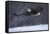 Bald Eagle in Flight over Snow-W^ Perry Conway-Framed Stretched Canvas