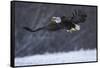 Bald Eagle in Flight over Snow-W^ Perry Conway-Framed Stretched Canvas