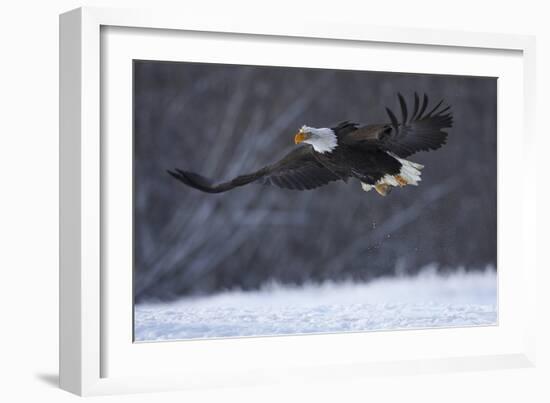 Bald Eagle in Flight over Snow-W^ Perry Conway-Framed Photographic Print